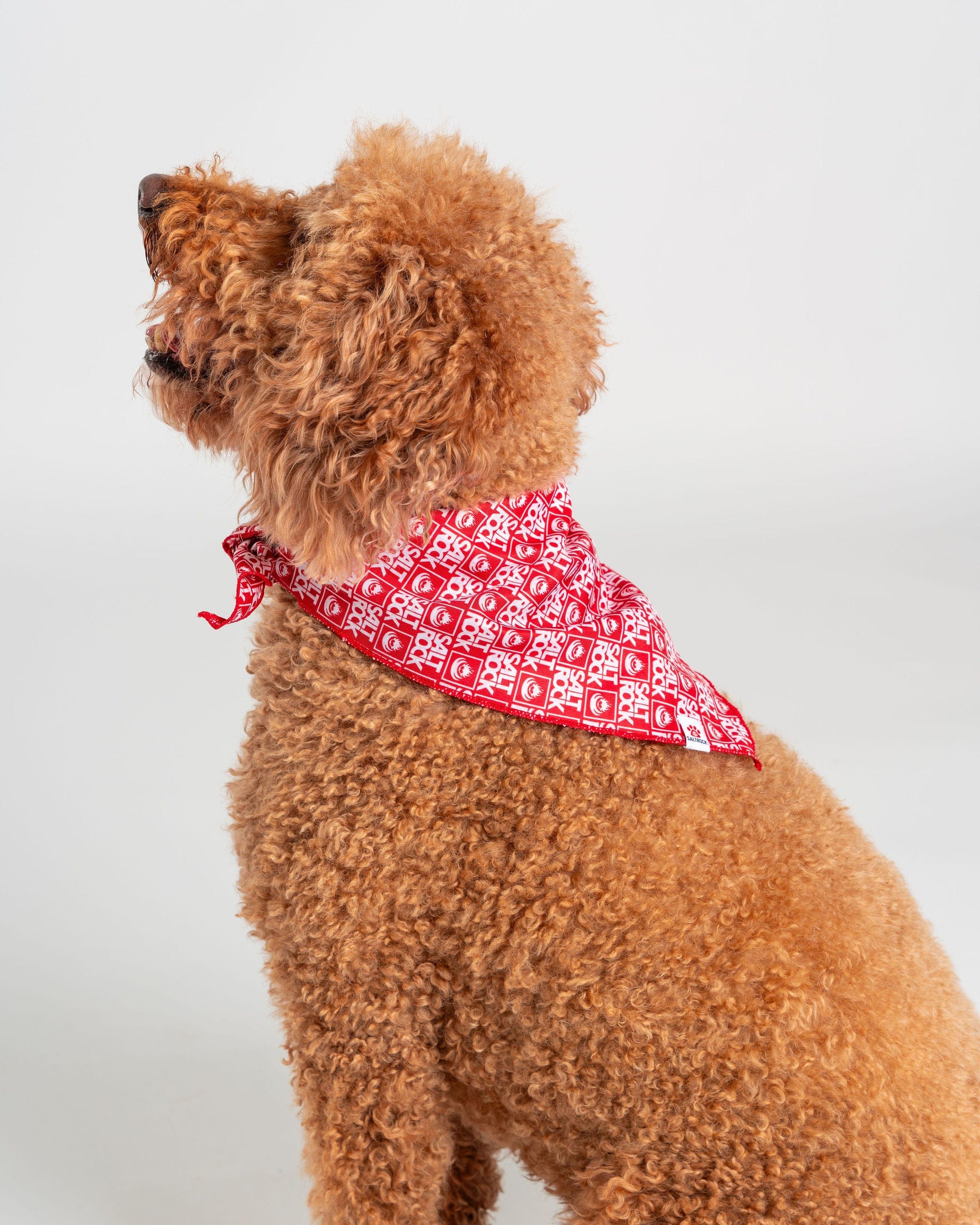 Corp - Pet Bandana - Red - Image 4