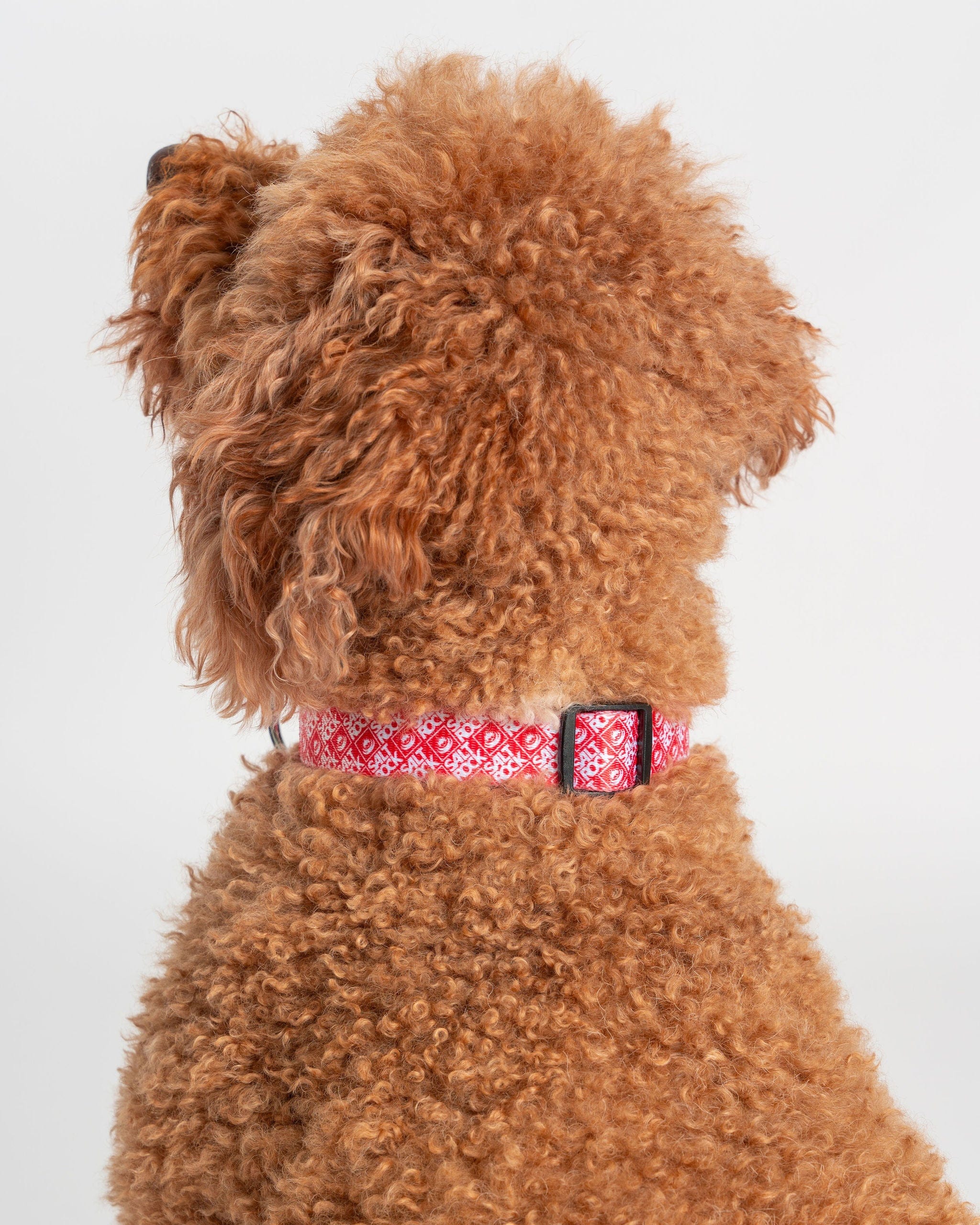 Corp - Dog Collar - Red - Image 3