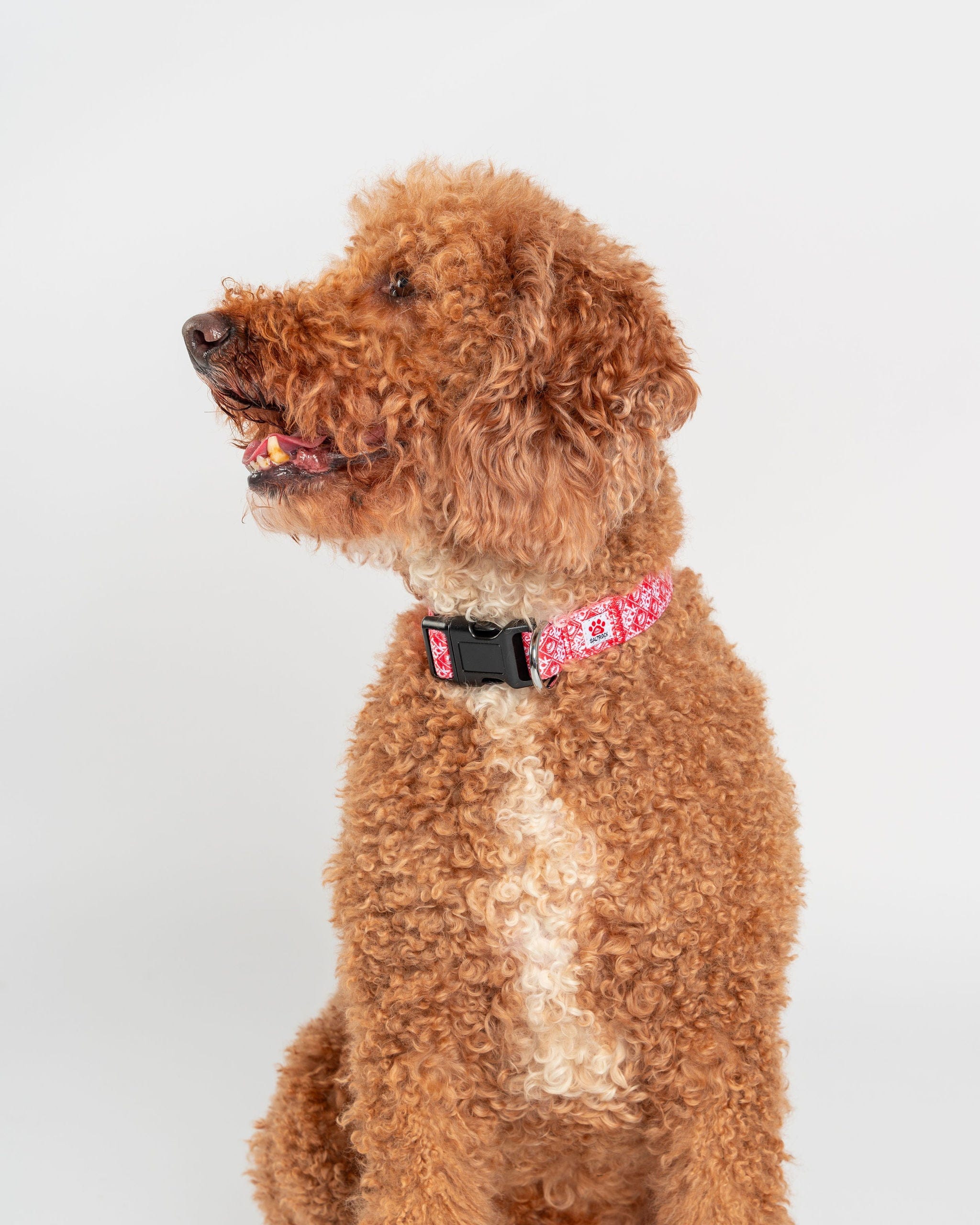 Corp - Dog Collar - Red - Image 5