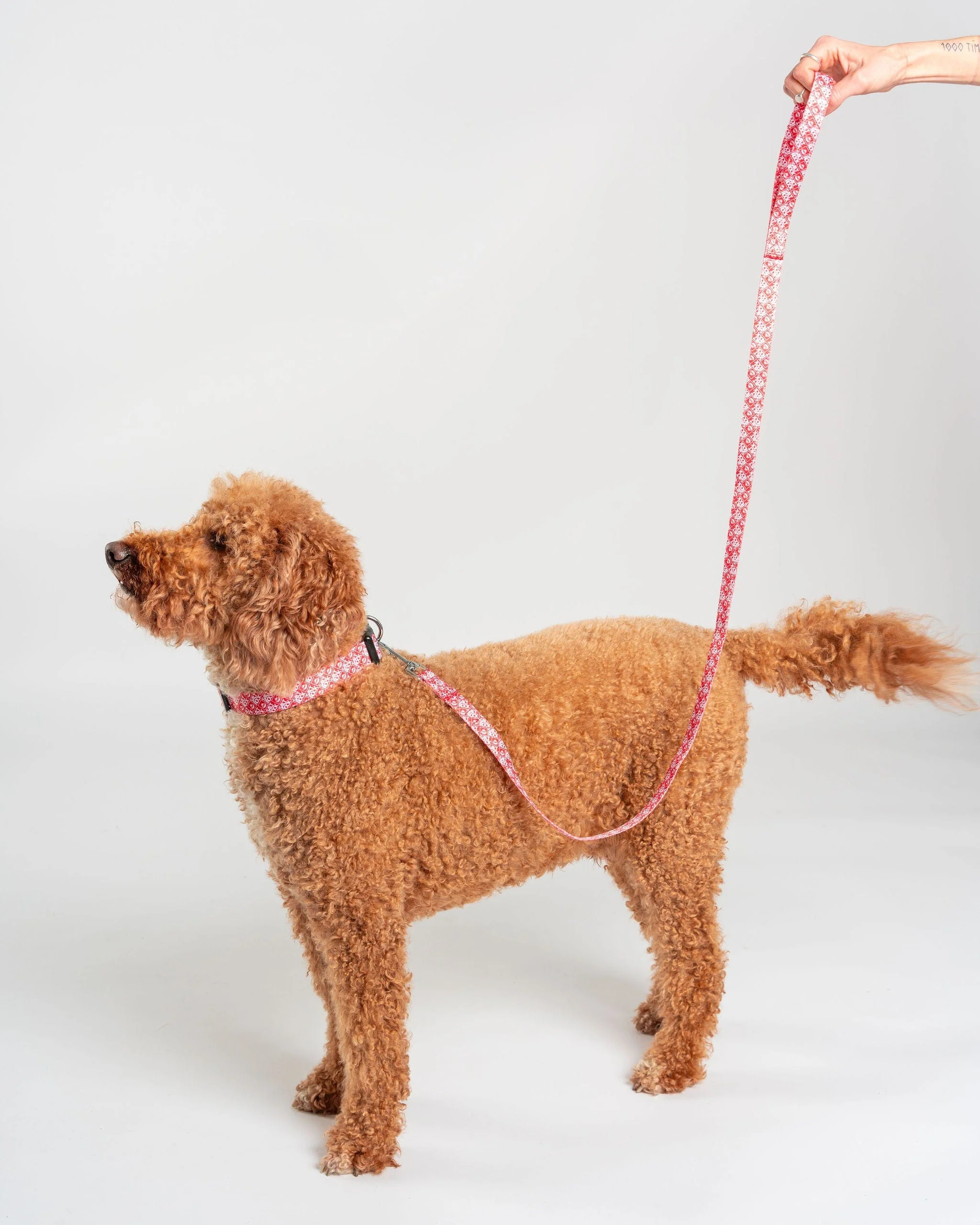 Corp - Dog Lead - Red - Image 3