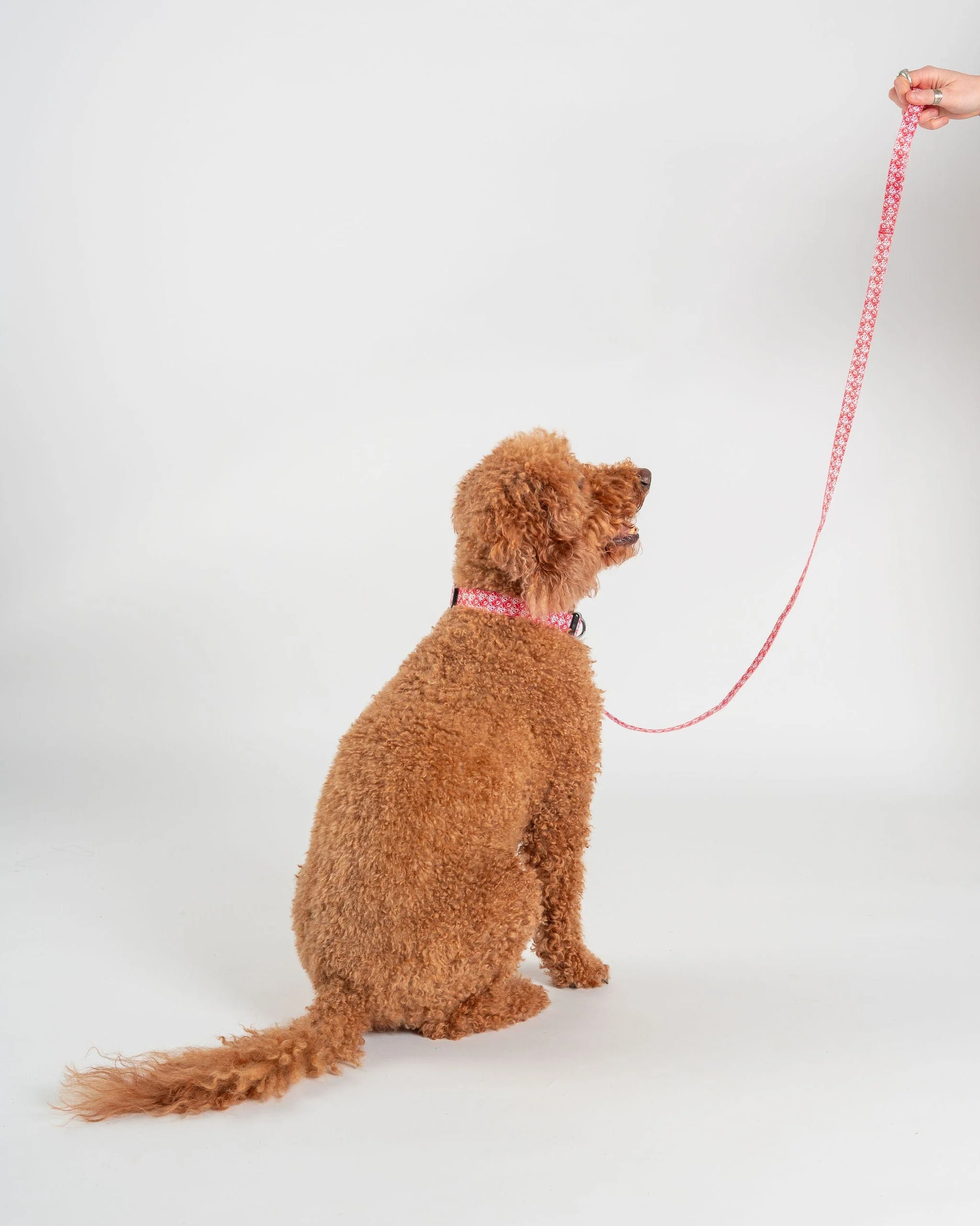 Corp - Dog Lead - Red - Image 5