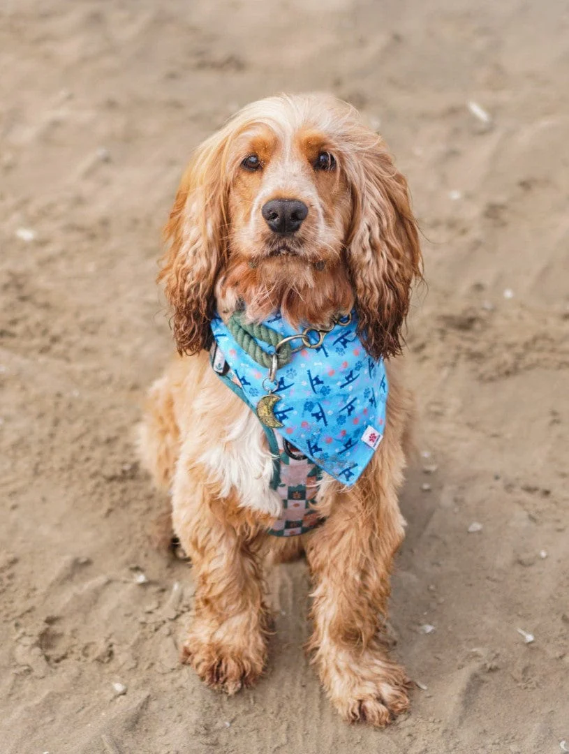 Paw Print - Pet Bandana - Blue - Image 3